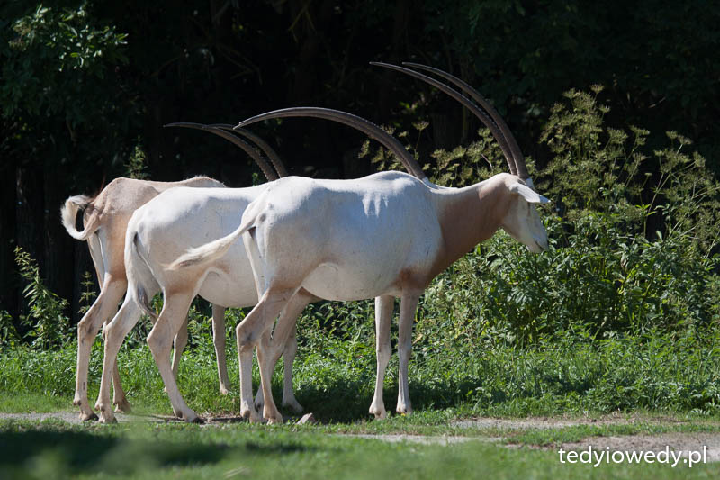 Dvur Kralove Safari 20140723T102446_MG_1551
