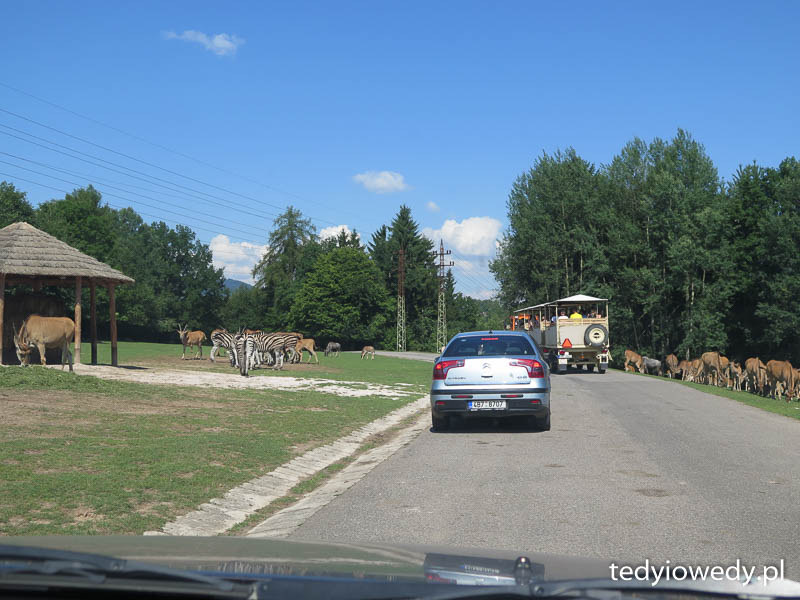 Czeskie safari i Skalne Miasto 20140723T104244IMG_2896