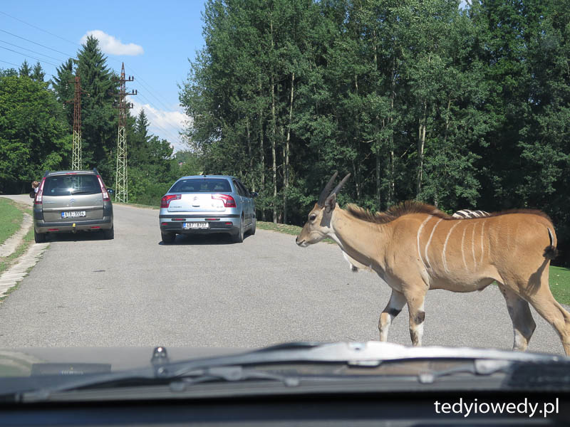 Safari Dvur Kralove 20140723T104651IMG_2944