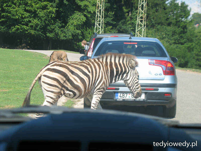 Dvur Kralove 20140723T105602IMG_0116
