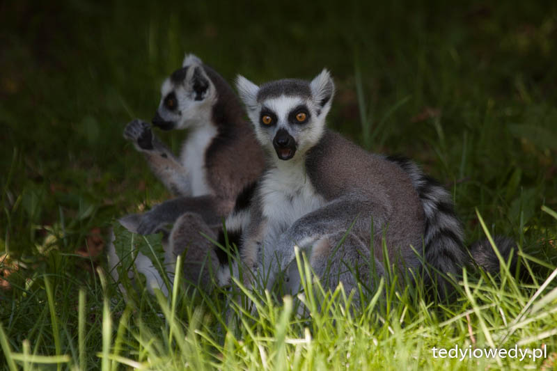 Dvur Kralove 20140723T115245_MG_1744