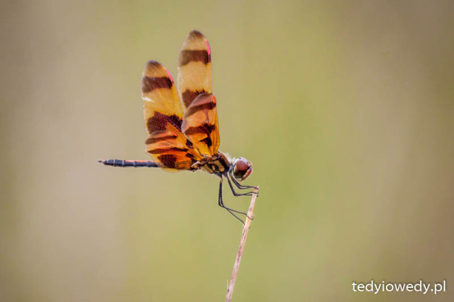 20150430T160334_MG_9040