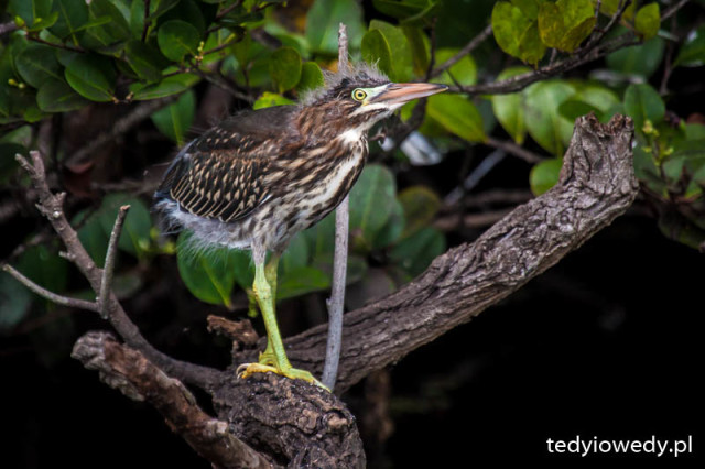 20150430T161158_MG_9074