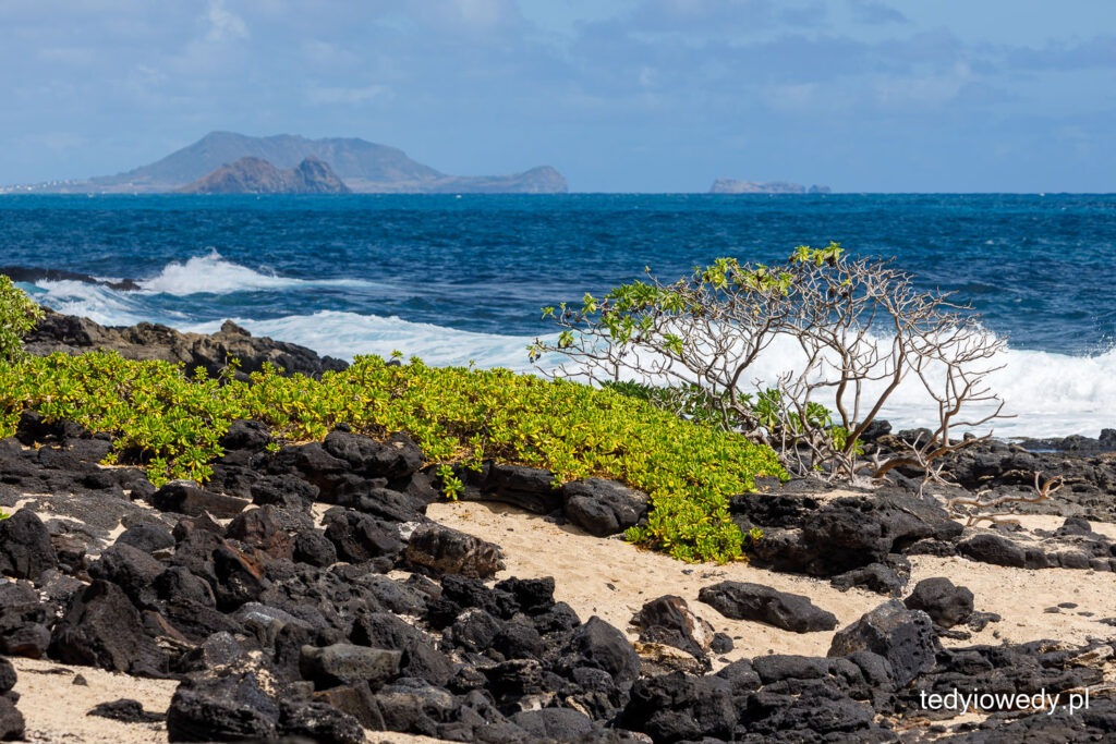 plażowanie na Oahu