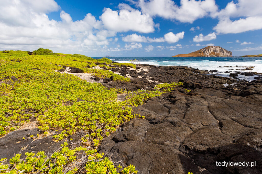 plażowanie na Oahu